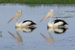 Australian pelican | Perikana. Pair on water. Kakadu National Park, September 2015. Image © Duncan Watson by Duncan Watson.