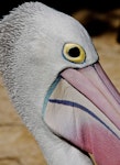 Australian pelican | Perikana. Breeding male. Adelaide, River Torrens near Adelaide University, August 2011. Image © Craig Greer by Craig Greer.