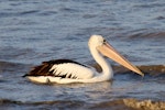 Australian pelican | Perikana. Adult. Cairns, Queensland, Australia, September 2010. Image © Dick Porter by Dick Porter.