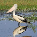 Australian pelican | Perikana. Adult with partially filled bill. Kakadu National Park, September 2015. Image © Duncan Watson by Duncan Watson.