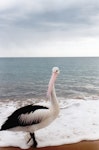 Australian pelican | Perikana. Adult. Hervey Bay, Queensland, Australia, August 2002. Image © Joke Baars by Joke Baars.