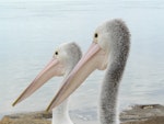 Australian pelican | Perikana. Adults. Caloundra, Queensland, Australia, August 2008. Image © Alan Tennyson by Alan Tennyson.