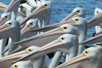 Australian pelican | Perikana. Adult flock. The Entrance, New South Wales, Australia, December 2005. Image © Steven Merrett by Steven Merrett.