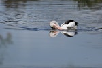 Australian pelican | Perikana. Adult foraging. Yanchep National Park, Western Australia, December 2016. Image © Marie-Louise Myburgh by Marie-Louise Myburgh.