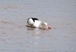 Australian pelican | Perikana. Adult fishing in shallow water. Brisbane, Metroplex reserve, May 2016. Image © Joke Baars by Joke Baars.