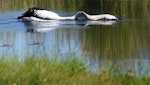 Australian pelican | Perikana. Adult stretching its neck to fish. Yanchep National Park, Western Australia, December 2016. Image © Marie-Louise Myburgh by Marie-Louise Myburgh.