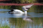 Australian pelican | Perikana. Adult swallowing fish. Yanchep National Park, Western Australia, December 2016. Image © Marie-Louise Myburgh by Marie-Louise Myburgh.