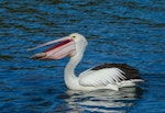 Australian pelican | Perikana. Adult with fish. Dora Creek, New South Wales, Australia, July 2014. Image © Steven Merrett by Steven Merrett.