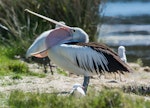 Australian pelican | Perikana. Adult yawning. The Entrance, New South Wales, Australia, October 2014. Image © Steven Merrett by Steven Merrett.