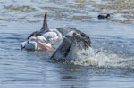 Australian pelican | Perikana. Adults courting (male splashing in foreground, with two females swinging their heads). Berkley Vale, New South Wales, Australia, September 2013. Image © Steven Merrett by Steven Merrett.