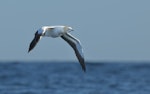 Cape gannet. Adult in flight. At sea off Cape Point, South Africa, August 2017. Image © Ian Wilson 2017 birdlifephotography.org.au by Ian Wilson.