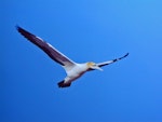 Cape gannet. Adult in flight showing all black tail feathers and pale orange-yellow head. Malgas Island, South Africa, May 1979. Image © Peter Frost by Peter Frost.