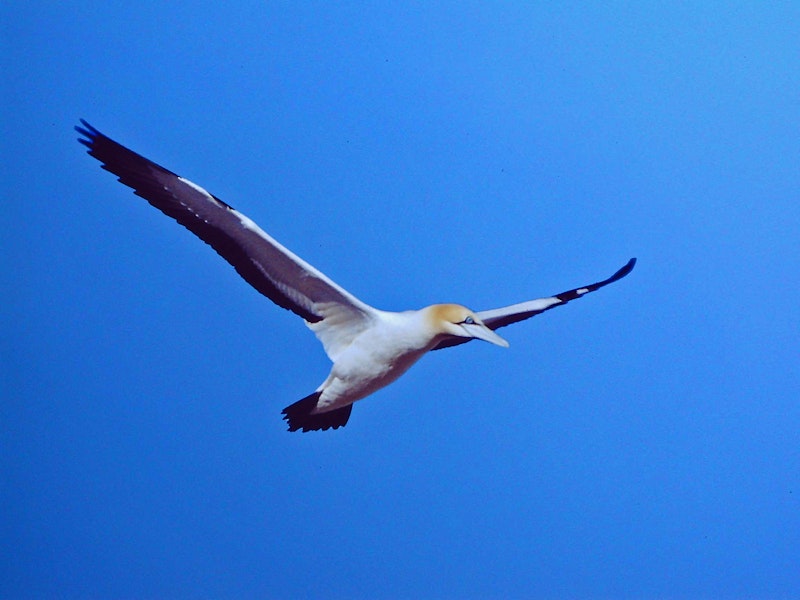 Cape gannet. Adult in flight showing all black tail feathers and pale orange-yellow head. Malgas Island, South Africa, May 1979. Image © Peter Frost by Peter Frost.