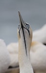 Cape gannet. Adult, showing long gular stripe. Point Danger, Victoria, Australia, January 2015. Image © John Fennell by John Fennell.