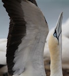 Cape gannet. Adult. Cape Danger, Portland, Victoria, January 2015. Image © John Fennell by John Fennell.