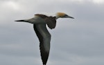 Cape gannet. Adult in flight. Off Cape of Good Hope, South Africa, October 2015. Image © Geoff de Lisle by Geoff de Lisle.