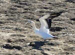 Cape gannet. Adult. Bird Island, Lamberts Bay, South Africa, June 2016. Image © Heather Smithers by Heather Smithers.