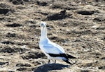 Cape gannet. Adult. Bird Island, Lamberts Bay, South Africa, June 2016. Image © Heather Smithers by Heather Smithers.