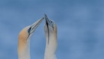 Cape gannet. Adult male (on right) with female Australasian gannet (note long gular stripe and pale iris of the Cape gannet). Point Danger, Portland, Victoria, April 2018. Image © Barry Deacon 2019 birdlifephotography.org.au by Barry Deacon.