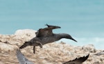 Cape gannet. Juvenile taking flight. Point Danger, Portland, Victoria, Australia, February 2017. Image © Sonja Ross by Sonja Ross.