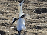 Cape gannet. Adult. Bird Island, Lamberts Bay, South Africa, June 2016. Image © Heather Smithers by Heather Smithers.