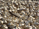 Cape gannet. Breeding colony. Lamberts Bay, South Africa, August 2010. Image © Glenn McKinlay by Glenn McKinlay.