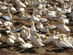 Cape gannet. Breeding colony. Lamberts Bay, South Africa, August 2010. Image © Glenn McKinlay by Glenn McKinlay.