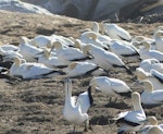 Cape gannet. Adults. Bird Island, Lamberts Bay, South Africa, June 2016. Image © Heather Smithers by Heather Smithers.