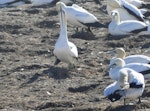 Cape gannet. Adults. Bird Island, Lamberts Bay, South Africa, June 2016. Image © Heather Smithers by Heather Smithers.