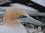 Australasian gannet | Tākapu. Adult at its nest. Cape Kidnappers, Plateau colony, October 2007. Image © Steffi Ismar by Steffi Ismar.