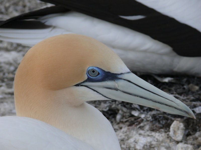 Australasian gannet | Tākapu. Adult at its nest. Cape Kidnappers, Plateau colony, October 2007. Image © Steffi Ismar by Steffi Ismar.