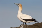 Australasian gannet | Tākapu. Adult standing on rock ledge. Cape Kidnappers, Hawke's Bay, October 2013. Image © Adam Clarke by Adam Clarke.