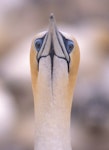 Australasian gannet | Tākapu. Front view of adult gannet. Muriwai, January 1995. Image © Terry Greene by Terry Greene.