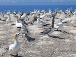 Australasian gannet | Tākapu. Adults and juveniles in colony. Cape Kidnappers, Hawke's Bay, March 2005. Image © Ian Armitage by Ian Armitage.