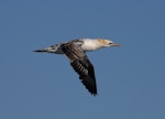 Australasian gannet | Tākapu. Immature in flight. At sea off Wollongong, New South Wales, Australia, May 2008. Image © Brook Whylie by Brook Whylie.