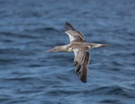 Australasian gannet | Tākapu. Juvenile in flight. At sea off Wollongong, New South Wales, Australia, April 2012. Image © Brook Whylie by Brook Whylie.