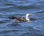 Australasian gannet | Tākapu. Juvenile on water. Off Rockingham, Western Australia, March 2015. Image © Tony Hill by Tony Hill.