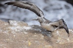 Australasian gannet | Tākapu. Fully-grown chick exercising its wings. Muriwai gannet colony, Auckland, March 2016. Image © Marie-Louise Myburgh by Marie-Louise Myburgh.