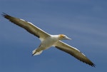 Australasian gannet | Tākapu. Ventral view of adult in flight. Muriwai, January 2010. Image © Eugene Polkan by Eugene Polkan.