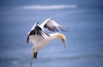 Australasian gannet | Tākapu. Adult gannet landing at colony. 1995, January 1995. Image © Terry Greene by Terry Greene.