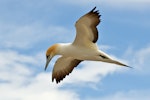 Australasian gannet | Tākapu. Adult in flight looking down. Farewell Spit colony, Golden Bay, November 2012. Image © Rebecca Bowater FPSNZ by Rebecca Bowater FPSNZ.