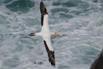 Australasian gannet | Tākapu. Dorsal view of adult in flight. Muriwai, January 2009. Image © Peter Reese by Peter Reese.