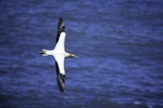 Australasian gannet | Tākapu. Adult in flight showing upper surface. Muriwai, January 2002. Image © Albert Aanensen by Albert Aanensen.