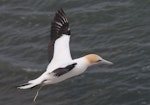 Australasian gannet | Tākapu. Adult defaecating in flight. Muriwai, November 2011. Image © Philip Griffin by Philip Griffin.