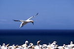 Australasian gannet | Tākapu. Adult landing at breeding colony. Cape Kidnappers, January 2004. Image © Albert Aanensen by Albert Aanensen.