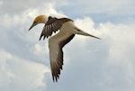 Australasian gannet | Tākapu. Adult flying. Farewell Spit colony, Golden Bay, November 2012. Image © Rebecca Bowater FPSNZ by Rebecca Bowater FPSNZ.