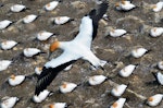 Australasian gannet | Tākapu. Adult in flight over colony. Muriwai gannet colony, October 2015. Image © Nick Goldwater by Nick Goldwater.