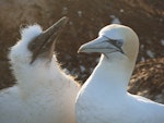 Australasian gannet | Tākapu. Adult with begging chick. Cape Kidnappers, Plateau colony, January 2010. Image © Steffi Ismar by Steffi Ismar.