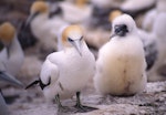 Australasian gannet | Tākapu. Adult and chick. Muriwai, January 1995. Image © Terry Greene by Terry Greene.