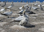 Australasian gannet | Tākapu. Adult with chick and juveniles in background. Cape Kidnappers, Hawke's Bay, March 2005. Image © Ian Armitage by Ian Armitage.